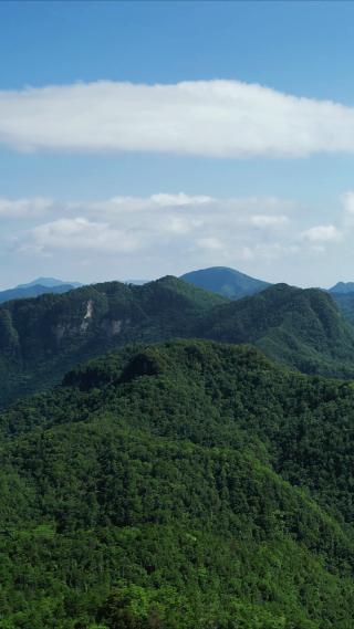 航拍湖北神农架原始森林