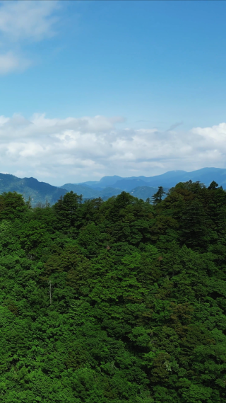 航拍湖北神农架原始森林