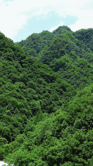 航拍湖北神农架巴桃园景区4A景区