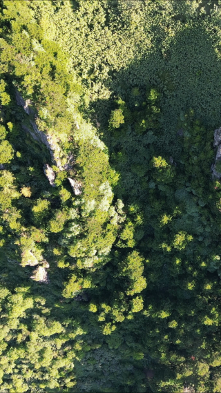 航拍湖北神农架景区大山森林 