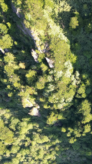 航拍湖北神农架景区大山森林 