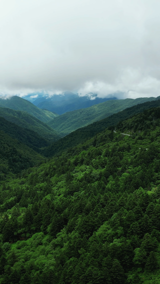 航拍湖北神农架景区高山森林自然风光