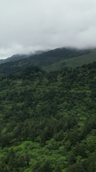 航拍湖北神农架景区高山森林自然风光