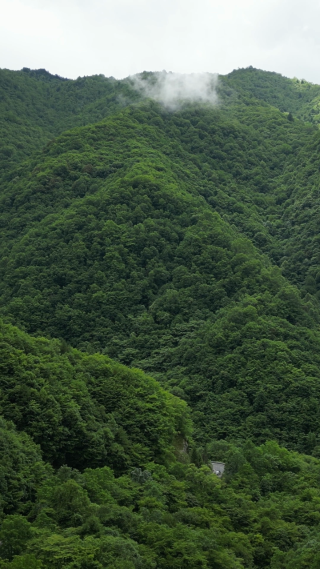 航拍湖北神农架景区高山森林自然风光