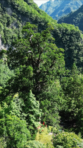 航拍湖北神农架神农坛景区千年杉王