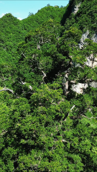 航拍湖北神农架神农坛景区千年杉王