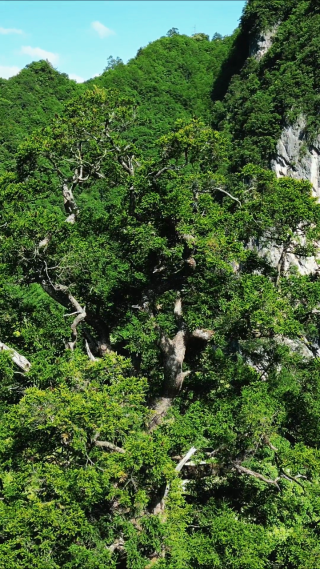 航拍湖北神农架神农坛景区千年杉王