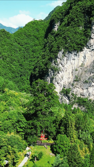 航拍湖北神农架神农坛景区千年杉王