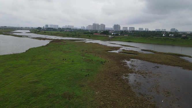 航拍湖南岳阳汨罗市国家湿地公园