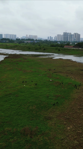 航拍湖南岳阳汨罗江国家湿地公园