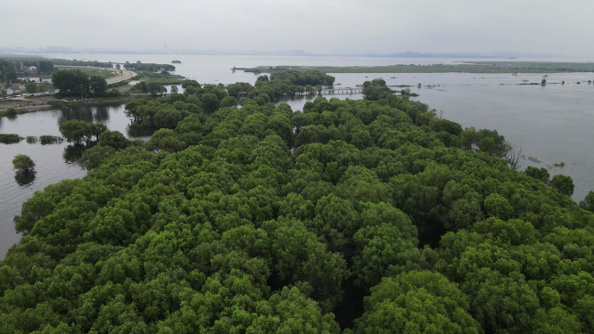 航拍湖南岳阳洞庭湖水上植物森林