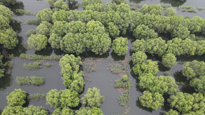 航拍湖南岳阳洞庭湖水上植物森林