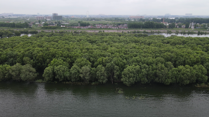 航拍湖南岳阳洞庭湖水上植物森林