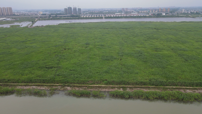 航拍湖南岳阳洞庭湖芦苇荡