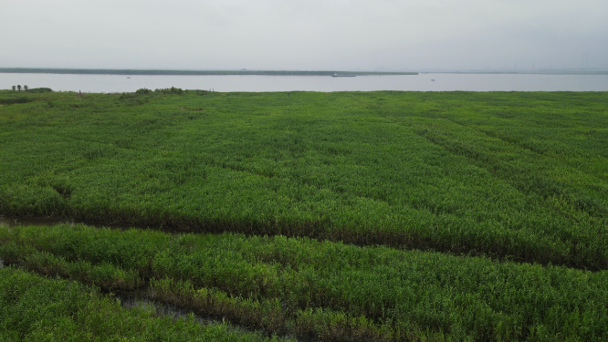 航拍湖南岳阳洞庭湖芦苇荡