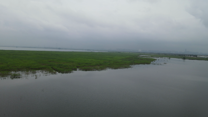 航拍湖南岳阳洞庭湖芦苇荡
