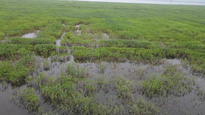 航拍湖南岳阳洞庭湖芦苇荡
