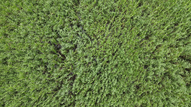 航拍湖南岳阳洞庭湖芦苇荡