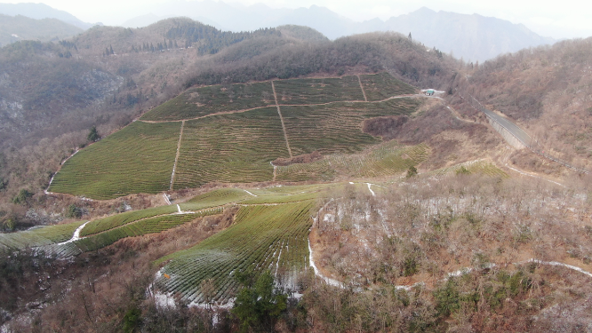 航拍湖南张家界天子山茶园冬天雪景