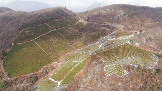航拍湖南张家界天子山茶园冬天雪景