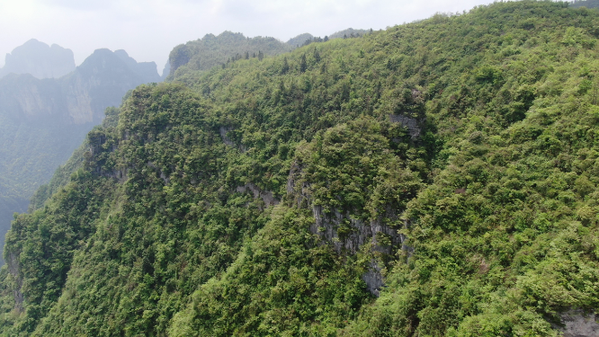 航拍湖南张家界武陵源奇山