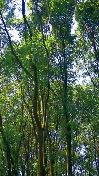 航拍笔直树林植物