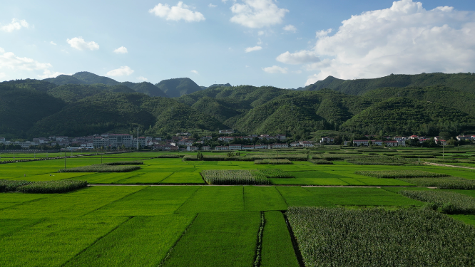 航拍绿油油杂交水稻种植农田乡村