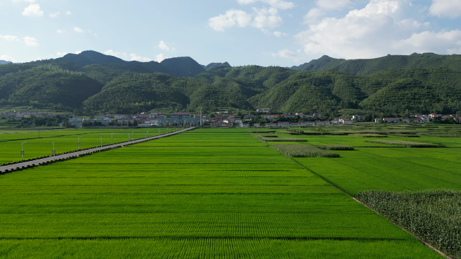 航拍绿油油杂交水稻种植农田乡村