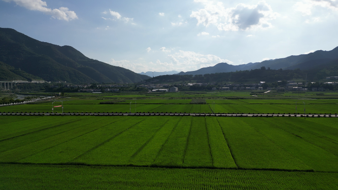 航拍绿油油杂交水稻种植农田乡村