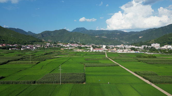 航拍绿油油杂交水稻种植农田乡村