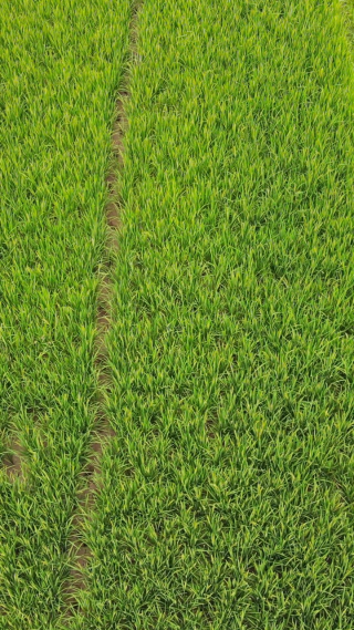航拍绿色农田农业种植竖屏