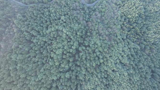 航拍绿色植物森林