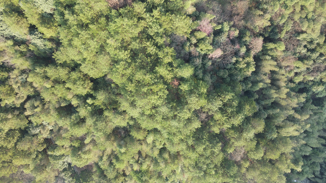 航拍绿色植物森林