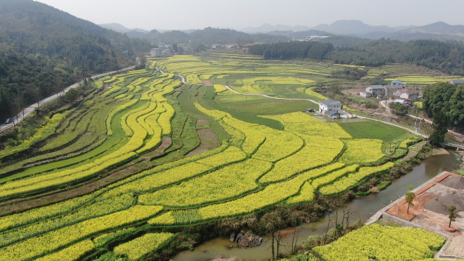 航拍美丽乡村油菜花