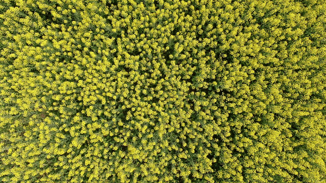 航拍美丽乡村油菜花