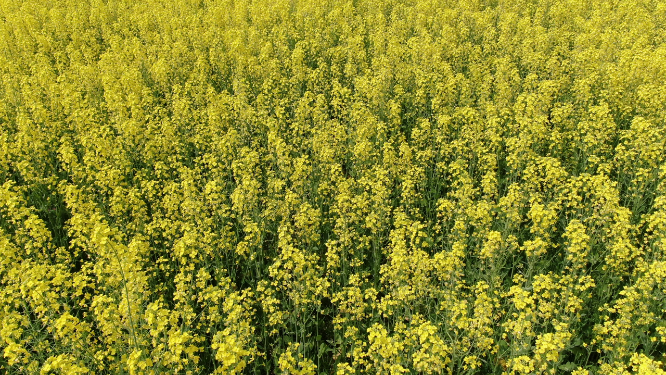 航拍美丽乡村油菜花