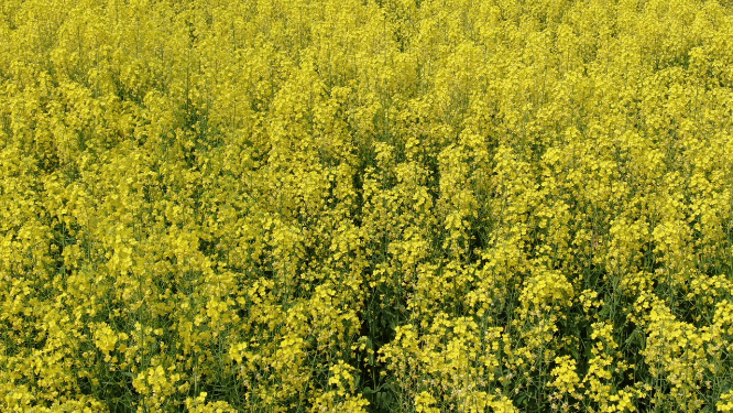 航拍美丽乡村油菜花