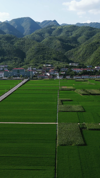 航拍美丽乡村田园农业种植基地竖屏