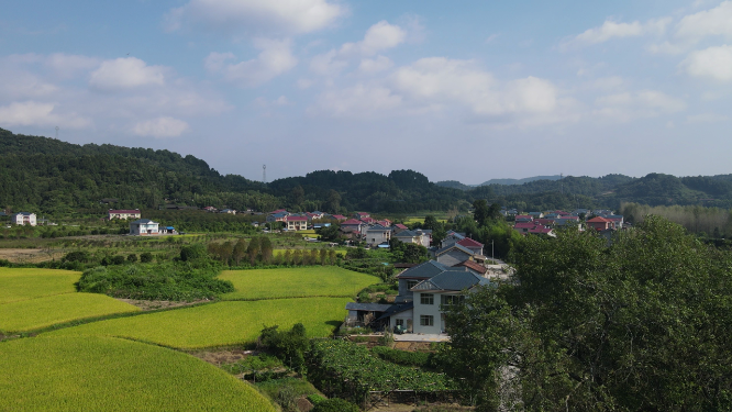 航拍美丽乡村秋收金黄稻田