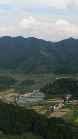 航拍美丽乡村金黄稻田