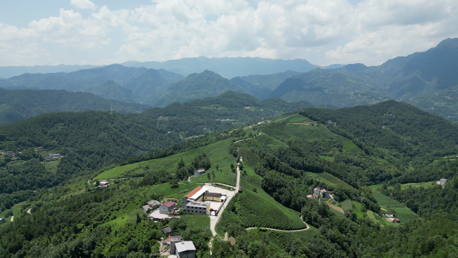 航拍高山茶叶种植基地