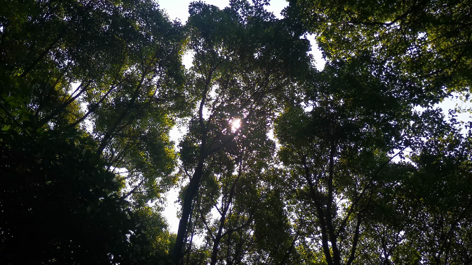 茂密绿色植物夏日清凉