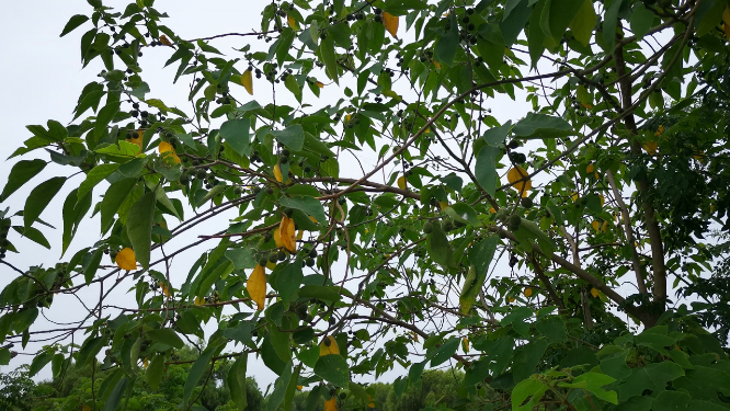蓝天树枝树叶绿色植物