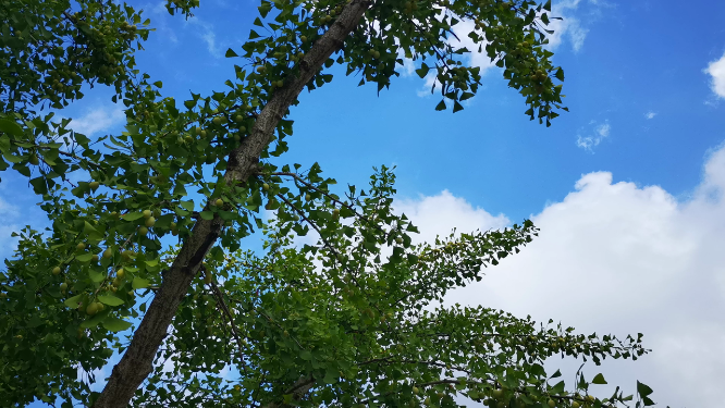 蓝天树枝树叶绿色植物