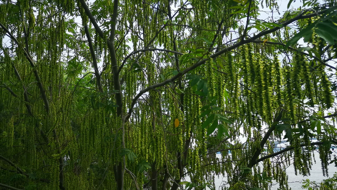 蓝天树枝树叶绿色植物
