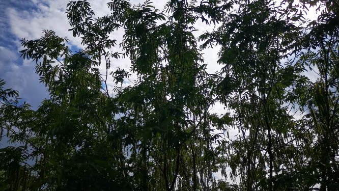 蓝天树枝树叶绿色植物