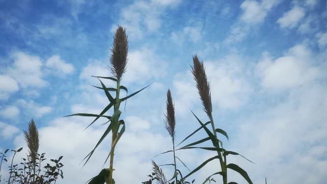 蓝天芦苇植物