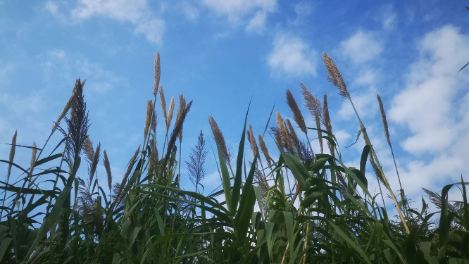 蓝天芦苇植物