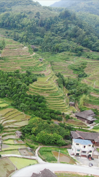 高山梯田农业种植竖屏航拍