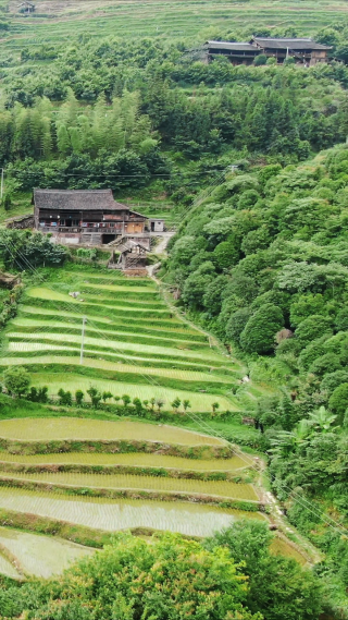 高山梯田农业种植竖屏航拍